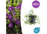 Vinca Minor 'Atropurpurea' - 48 Piante - ↕10-25Cm - Ø9Cm - Copertura Del Terreno - Fiori Viola - Sole E Ombra - Facile Da Curare E Resistente