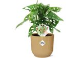 Monstera Monkey Leaf - Foglia Di Finestra - Vaso Pieghevole Ø14Cm Yellow Vibes - Pianta Tropicale Da Appartamento - Purificante Dell'aria E Facile Da Curare - Pianta Del Formaggio Svizzero