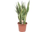 Canapa A Fiocco - Sansevieria Trifasciata Laurentii - Ø25Cm X ↕85Cm - Lingua Di Suocera Con Foglie Gialle - Pianta D'appartamento Che Purifica L'aria E Di Facile Cura Per Il Soggiorno E L'ufficio