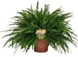 Nephrolepis 'Green Lady' - Pianta Da Appartamento Di Felce Di Boston - Ø19Cm - Altezza Circa 60Cm - Purificante Dell'aria E Facile Da Curare - Per Interni Semi-Ombreggiati E Luoghi Umidi