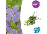 Vinca Minor - 48 Piante - ↕10-25Cm - Ø9Cm - Tappeto Erboso Sempreverde - Fiori Blu - Resistente E Facile Da Curare - Per Sole E Ombra