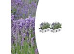 Lavandula Angustifolia - Lavanda Vera - Ø7Cm - ↕15Cm - 12 Piante - Piante Profumate E Mediterranee - Per Giardino, Balcone E Terrazza