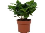 Pianta Di Caffè Arabo - Coffea Arabica - Pianta Da Appartamento - Ø12Cm - ↕22Cm - Depurativa Dell'aria E Facile Da Curare