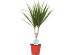 Drago - Dracaena Marginata - Pianta D'appartamento - Ø14Cm - Altezza Circa 55Cm - Pianta Verde Esotica Di Facile Manutenzione Per Casa E Ufficio