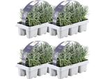 Lavanda Vera - Lavandula Angustifolia - 24 Piante- Ø7Cm - ↕15Cm - Resistente - Pianta Di Lavanda Profumata Per Giardino, Balcone E Terrazzo