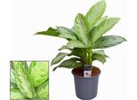 Aglaonema "Silver Bay"" - Grande Pianta Da Appartamento Con Fogliame Verde-Argento - Altezza Circa 80 Cm - Ø21 Cm - Facile Da Curare, Resistente E Decorativa Per Soggiorni, Uffici E Interni"