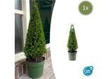 Agrifoglio Ilex Crenata Pyramid - ↨55 Cm - Ø21 Cm - Ricambio Di Bosso Sempreverde E Resistente Per Giardino, Patio E Vaso