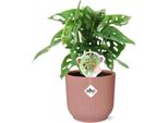 Foglia Di Finestra - Monstera 'Monkey Leaf' In Vaso Vibes Fold 14Cm - Pianta Da Appartamento In Vaso Decorativo - Facile Da Curare E Purificante Dell'aria - Stile Tropicale Per Gli Spazi Abitativi