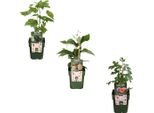 Set Di Piante Da Frutto Biologiche - Fico, Kiwi, Mora - 3 Varietà - "Sweet Harvest Trio"" - Facile Da Curare E Ricco Di Frutti"