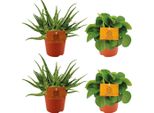 Set Di Piante Da Appartamento - 2× Aloe Spider E 2× Peperomia Rana Verde - Ø10,5 Cm - Set Di 4 Piante Di Facile Manutenzione - Succulente E Piante Verdi Per Casa E Ufficio