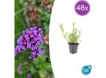 Verbena Bonariensis - 48 Piante - ↕10-25Cm - Ø9Cm - Perenne Ariosa - Fiori Viola - Fioritura Estiva E Autunnale - Resistente E Amica Delle Api
