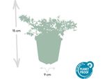 Campanula Poscharskyana 'Stella' - 48 Piante - ↕10-25Cm - Ø9Cm - Tappeto Erboso A Fiore Blu - Resistente E Facile Da Curare