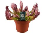 Pianta Tubolare - Sarracenia Scarlet Belle - Pianta Carnivora Da Appartamento - Ø12Cm - Altezza Circa 40Cm - Carnivora Esotica Per Interni E Balcone