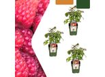Rubus Idaeus - Lampone Biologico - Ø13Cm - ↕20Cm - 3 Piante - Piante Di Lampone Biologico - Per Giardino, Balcone E Terrazza