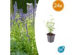 Agastache 'Black Adder' - 24 Piante - ↕10-25Cm - Ø9Cm - Perenne Profumata - Fiori Viola Scuro - Amante Delle Api - Facile Da Curare - Per Aiuole Soleggiate