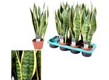 Sansevieria Laurentii - Pianta Da Appartamento - Ø14Cm - ↕55Cm - Robusta E Facile Da Curare - Purificante Dell'aria - Ideale Per Casa E Ufficio