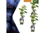 Vitis Vinifera - Piante Di Uva Biologica - Ø13Cm - ↨20Cm - 3 Piante - Resistente Al Gelo E Multi-Crescita - Per Giardino, Terrazza E Balcone