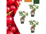 Uva Spina Biologica Ribes Rubrum - Cespugli Di Ribes Biologici - Ø13Cm - ↨20Cm - 3 Piante - Resistente Al Gelo E Multi-Crescita - Per Balcone, Giardino E Terrazza