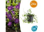 Vinca Minor 'Atropurpurea' - 24 Piante - ↕10-25Cm - Ø9Cm - Tappezzante Sempreverde - Fiore Viola - Facile Da Curare - Per Sole E Ombra