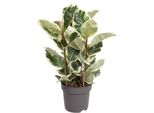 Ficus Elastica Tineke - 100 Cm Di Altezza - Ø27 Cm - Pianta D'appartamento Colorata - Purificante Per L'aria E Facile Da Curare - Decorazione Tropicale Per Spazi Abitativi E Uffici