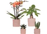 Set Di Orchidee E Succulente Di Bolzano - In Vasi Decorativi Di Ceramica Ø9Cm E Ø6Cm - Piante Da Appartamento Fiorite - Idea Regalo - Facili Da Curare - Fresche Di Coltivazione