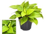 Homalomena Lemon Lime - Pianta Da Appartamento - Ø15Cm - ↕30Cm Di Altezza - Fogliame Giallo-Verde Brillante - Facile Da Curare E Purificante Dell'aria