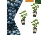 Mora Biologica Rubus Fruticosus - Cespugli Di Mora Biologica - Ø13Cm - ↨20Cm - 3 Piante - Resistente Al Gelo E Ad Alto Rendimento - Per Giardino, Terrazza E Balcone