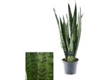 Sansevieria Zeylanica - Canapa A Fiocco - Pianta Da Appartamento - Ø14Cm - ↕55Cm - Facile Da Curare E Purificare L'aria - Per Camera Da Letto, Soggiorno E Ufficio