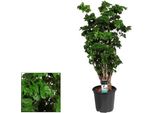 Polyscias Roble - Pianta Da Appartamento - Ø21Cm - ↕80Cm - Fogliame Decorativo A Foglia Larga - Facile Da Curare E Purificante Dell'aria