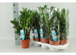 Zamioculcas Zamiifolia - Piuma Fortunata - Ø14Cm - ↕55Cm - Pianta D'appartamento Facile Da Curare - Robusta E Decorativa - Per Ufficio E Casa