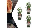 Albero Di Fico Biologico - Ficus Carica - Ø13 Cm X H20 Cm - 3 Piante - Coltivare I Propri Frutti - Punto Forte Del Giardino Mediterraneo - Resistente Al Gelo E Facile Da Curare