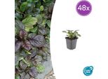 Ajuga Reptans 'Catlin's Giant' - 48 Piante - ↕10-25Cm - Ø9Cm - Copertura Del Terreno - Resistente E Facile Da Curare - Adatto All'ombra - Adatto Alle Api