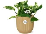 Efeutute – Scindapsus Epipremnum Marble Queen – Pianta Da Appartamento Facile Da Curare In Vaso Vibes Fold 14 Cm Giallo – Pianta Verde Rampicante E Ricadente Con Foglie Che Purificano L'aria