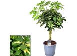 Schefflera Gold Capella - Ø21Cm - ↕75Cm - Aralia Radiosa Con Foglie Variegate - Robusta Pianta Da Appartamento - Purificante Dell'aria - Per Ambienti Luminosi