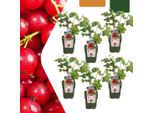 Uva Spina Biologica Ribes Rubrum - Cespugli Di Ribes Biologici - Ø13Cm - ↨20Cm - 6 Piante - Resistenti Al Gelo E Multi-Crescita - Per Balcone, Giardino E Terrazza