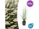 Pennisetum Alopecuroides 'Hameln' - 48 Piante - ↕10-25Cm - Ø9Cm - Erba Ornamentale Con Spighe Di Fiori Color Crema - Resistente E Facile Da Curare