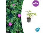 Geranium 'Tiny Monster' - 48 Piante - ↕10-25Cm - Ø9Cm - Perenne Resistente Con Fiori Rosa - Facile Da Curare E Adatta Alle Api - Per Aiuole E Coperture Del Terreno