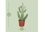 Fico D'india Opuntia Consolea - Pianta D'appartamento Ø17Cm ↕55Cm - Cactus Decorativo Di Facile Manutenzione Per Soggiorno Ufficio Balcone