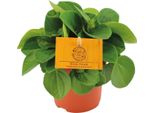 Peperone Nano - Peperomia Rana Verde - Pianta Da Appartamento - Ø11 Cm - ↕15 Cm - Facile Da Curare - Parziale Ombra - Fogliame Lucido