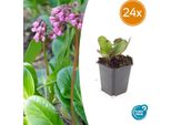 Bergenia Cordifolia 'HerbstblüTe' - 24 Piante - ↕10-25Cm - Ø9Cm - Tappezzante Sempreverde - Fiori Autunnali Rosa - Facile Da Curare E Tollerante All'ombra