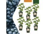 Mora Biologica Rubus Fruticosus - Cespugli Di Mora Biologica - Ø13Cm - ↨20Cm - 6 Piante - Resistente Al Gelo E Multi-Crescita - Per Balcone, Giardino E Terrazza