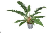 Philodendron "Narrow Escape"" - Pianta D'appartamento Con Foglie Lunghe E Strette - Altezza Circa 55 Cm - Ø 19 Cm - Facile Da Curare E Decorativa Per Soggiorni, Uffici E Interni"