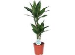 Drago - Dracaena Janet Lind - Pianta D'appartamento - Ø17Cm - Altezza Circa 70Cm - Elegante Pianta Verde Con Proprietà Depurative Dell'aria - Facile Da Curare Per Casa E Ufficio