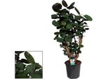 Polyscias Fabian - Pianta Da Appartamento - Ø21Cm - ↕95Cm Di Altezza - Fogliame Tropicale A Foglia Larga - Facile Da Curare E Decorativa