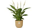 Spathiphyllum Torelli - Elegante Pianta D'appartamento Con Fiori Bianchi - Incluso Vaso Vibes Fold 14Cm Giallo - Purificante Dell'aria E Facile Da Curare
