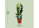 Piuma Fortunata - Zamioculcas Zamiifolia - Pianta Da Appartamento - Ø17Cm - Altezza Circa 65Cm - Pianta Verde Di Facile Manutenzione Per Casa E Ufficio