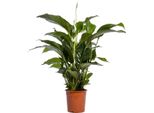 Spathiphyllum Bellini - Pianta Da Appartamento - Ø24 Cm - ↕100 Cm - Giglio Della Pace - Purificante Dell'aria - Ombra Parziale - Facile Da Curare