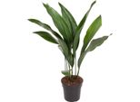 Aspidistra Elatior - Pianta Da Appartamento "The Bar"" - Ø17Cm - Altezza Circa 70Cm - Pianta Verde Di Facile Manutenzione Con Foglie Lucide Verde Scuro - Ideale Per Ambienti Ombreggiati In Soggiorno, Ufficio E Corridoio"
