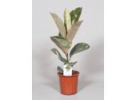 Ficus Elastica 'Tineke' - Albero Della Gomma - Pianta Da Appartamento - Ø17Cm - Altezza Circa 60Cm - Pianta Verde Colorata E Facile Da Curare - Per Il Soggiorno E L'ufficio