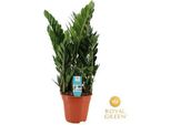 Zamioculcas - Lucky Feather - Pianta Da Appartamento ↕75Cm - Ø21Cm - Pianta Verde Robusta E Facile Da Curare - Pianta Che Purifica L'aria Per Il Soggiorno, L'ufficio E L'ingresso